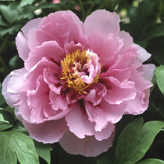 Paeonia x suffruticosa 'Wang's Red', Cricket Hill. - License, download ...