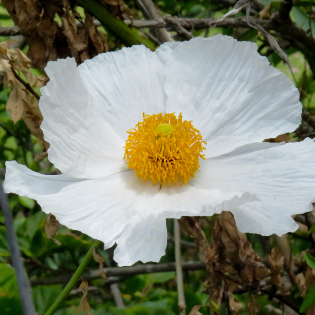 "Yellow Pompom" stock image