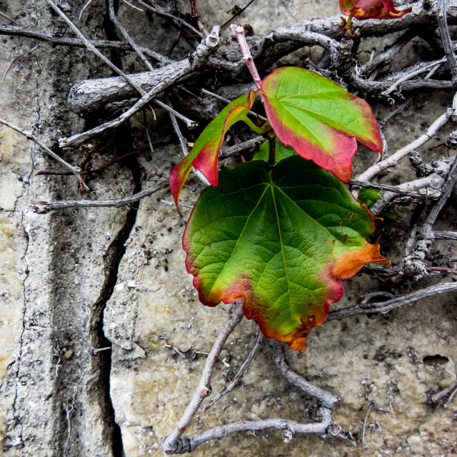 "Autumn Leaves" stock image