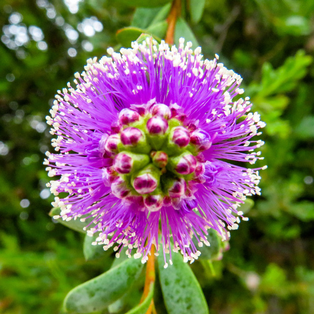 "Purple Bottle Brush" stock image