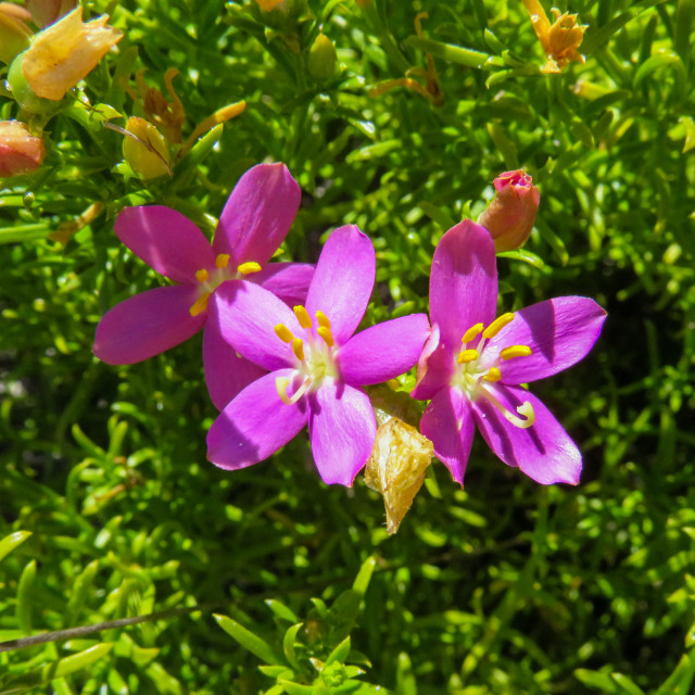 "Pretty Purple" stock image