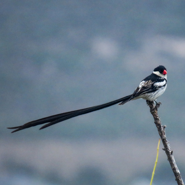 "Pin-tailed Whydah" stock image