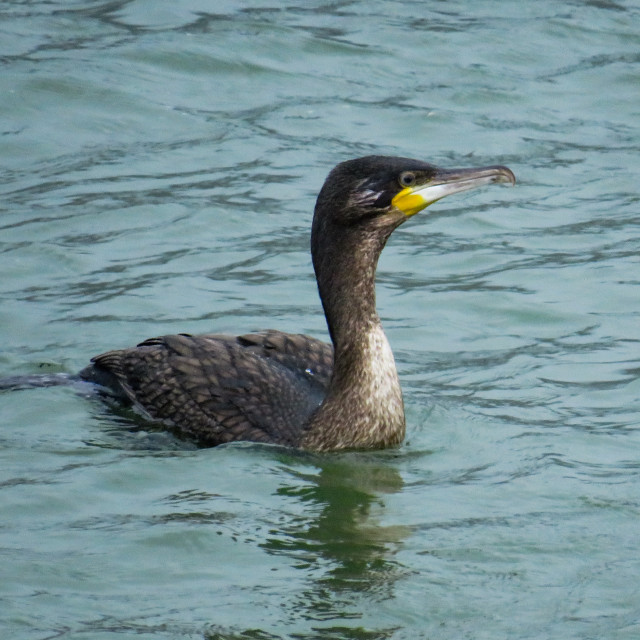 "Sea Comarant" stock image