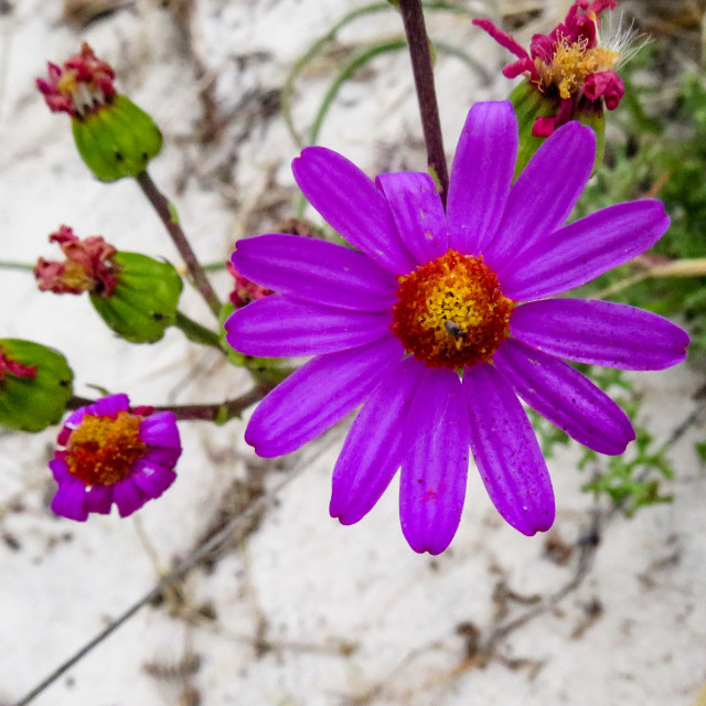 "Purple Flowers" stock image