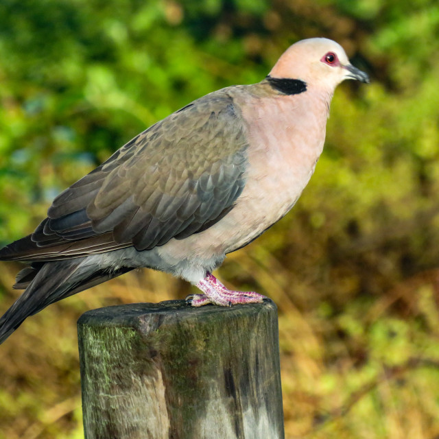 "Ring Neck Dove" stock image