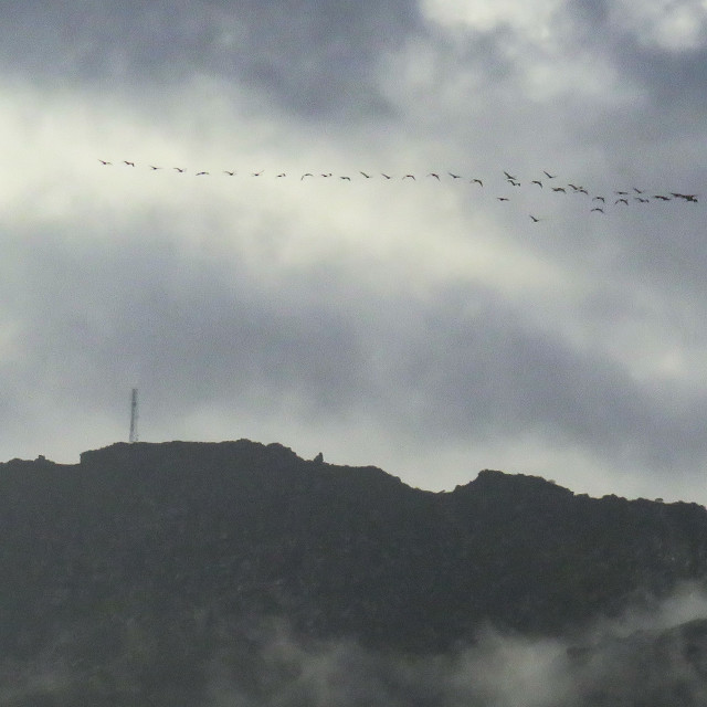 "Flamingoes over Fish Hoek" stock image