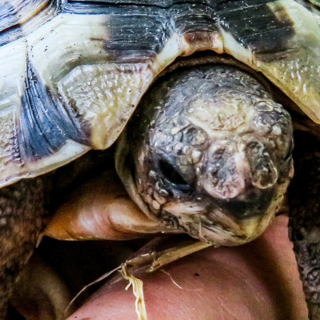 "Mountain Tortoise Portrait" stock image