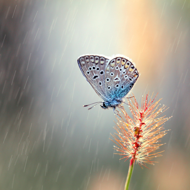 "Beautiful little colorful butterfly resting on a sunny day on a blue background" stock image