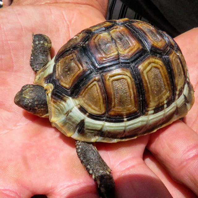 "Mountain Tortoise ¤" stock image