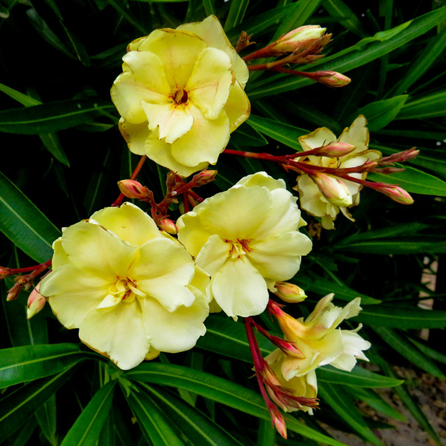 "Yellow Flowers" stock image