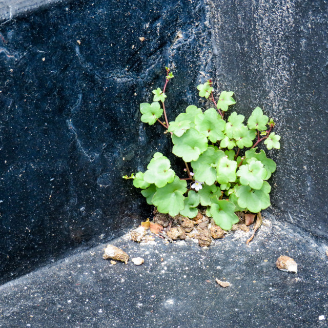 "In a Corner" stock image