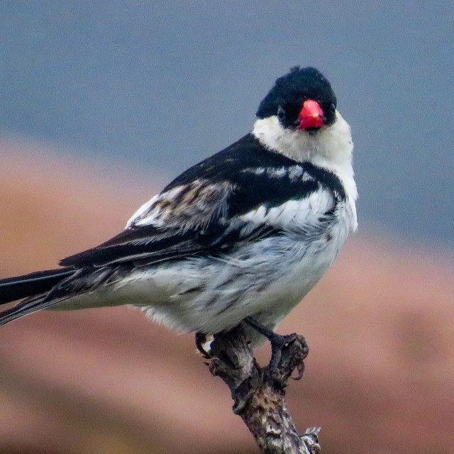 "Pin Tailed Whydah" stock image