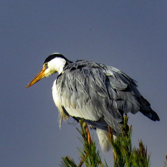 "On the Lookout" stock image