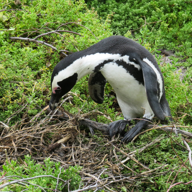 "Nest Building III" stock image