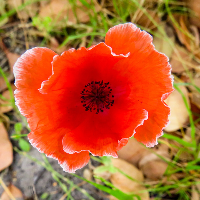 "Poppy" stock image