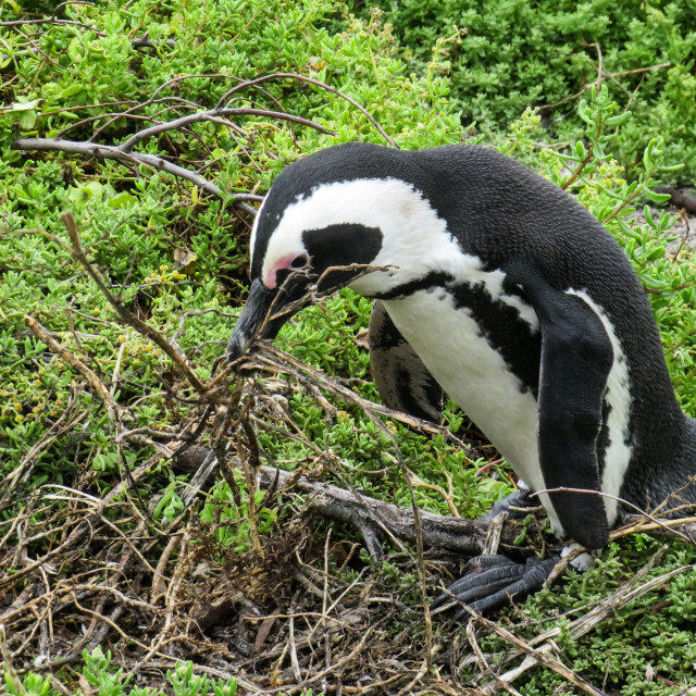 "Nest Building V" stock image