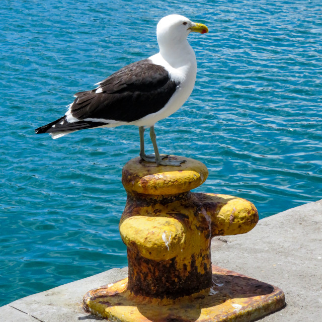 "Classic Seagull" stock image