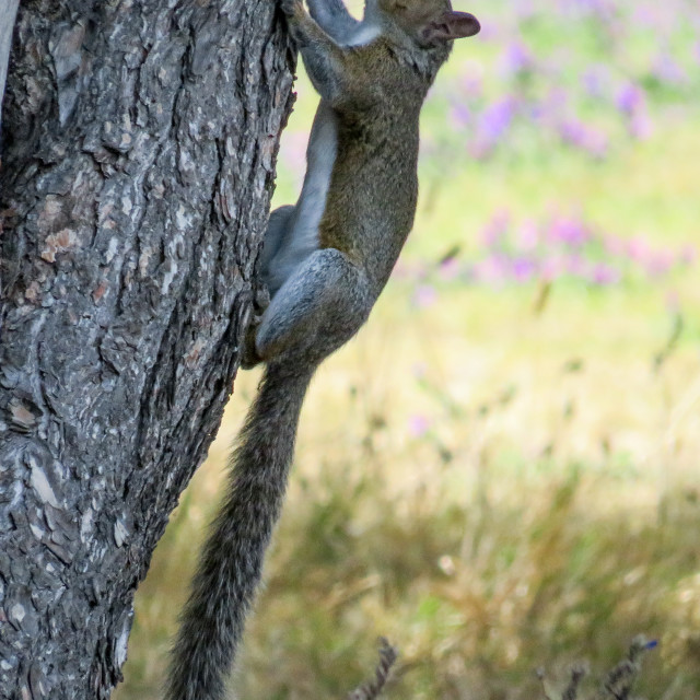 "Squirrel □" stock image