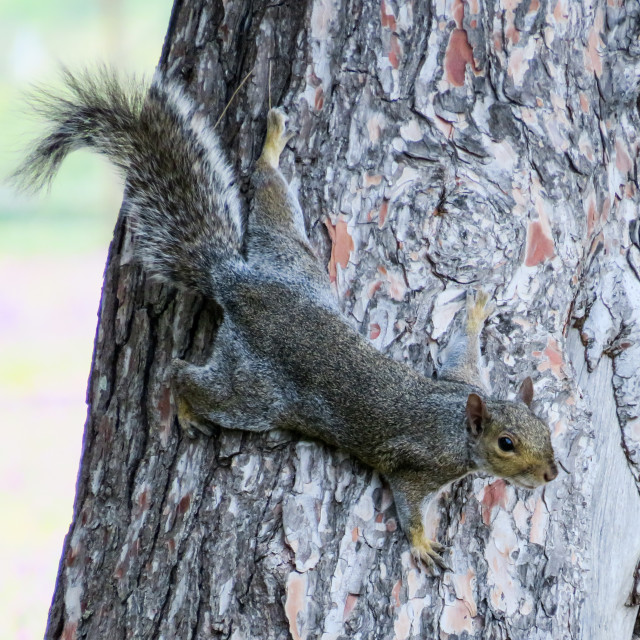 "Squirrel •" stock image