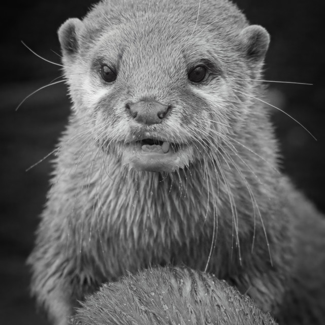 "Juvenile Otter Portrait" stock image