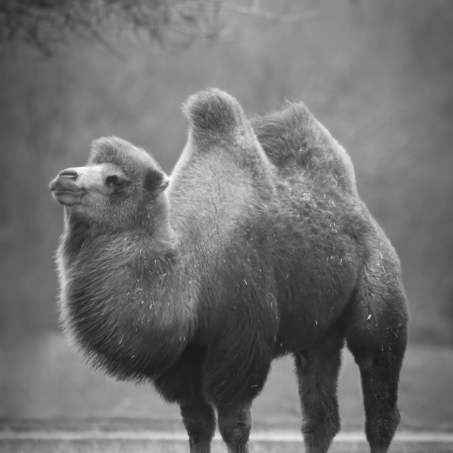 "Hump Day" stock image