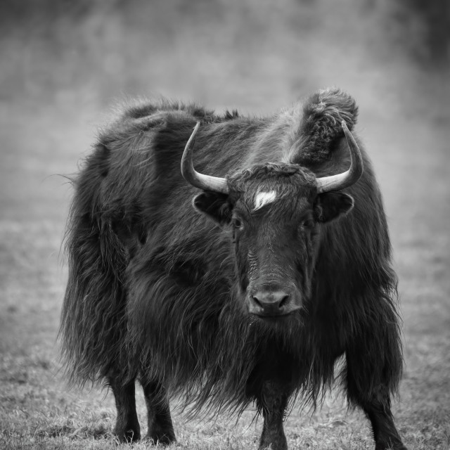 "Yak Life" by Gareth Tallon (Abidastra) - $12.35 "Yak Life" stock image