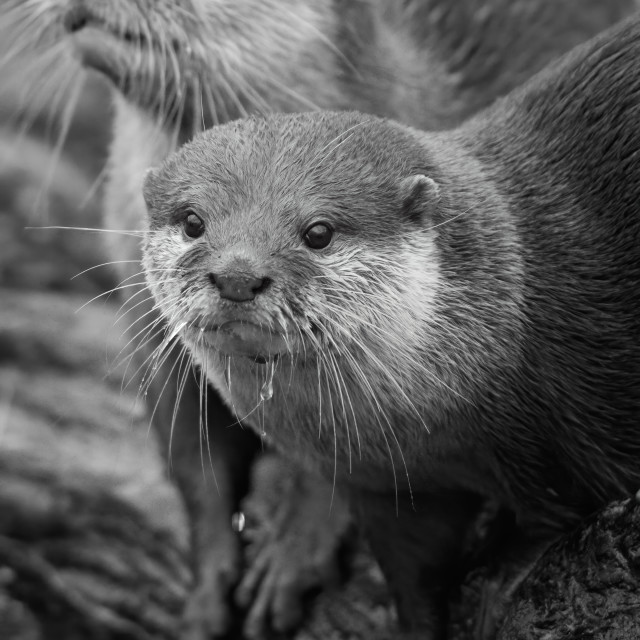 "Otters" by Gareth Tallon (Abidastra) - $12.35 "Otters" stock image
