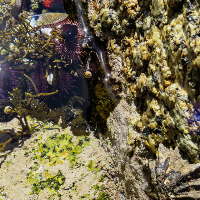 "Rock Pool" stock image