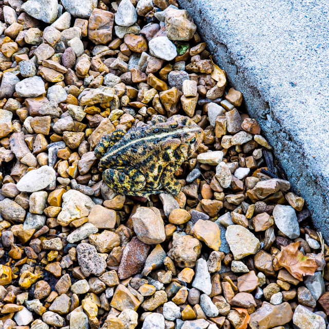 "Toad" by BTG Photographer - $3.09 "Toad" stock image