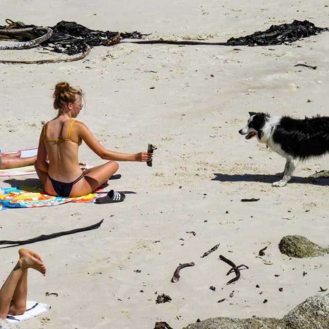 "Border Collie" stock image