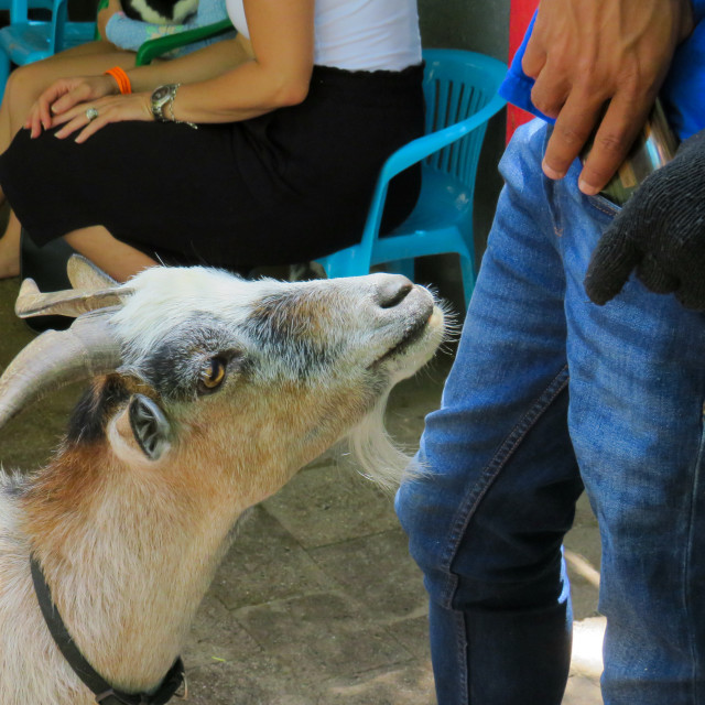 "Goat Head" stock image