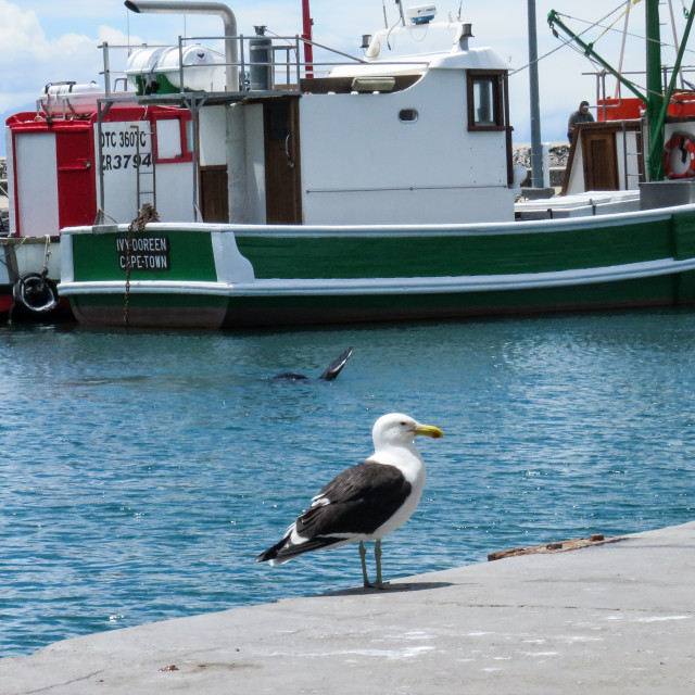 "Harbour Animals" stock image