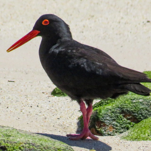 "African Black Oystercatcher" stock image