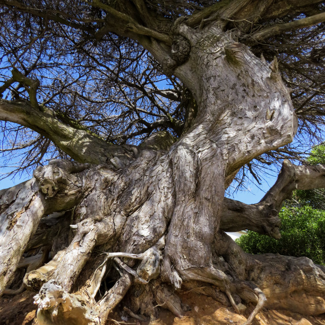 "Stunted Pine" stock image