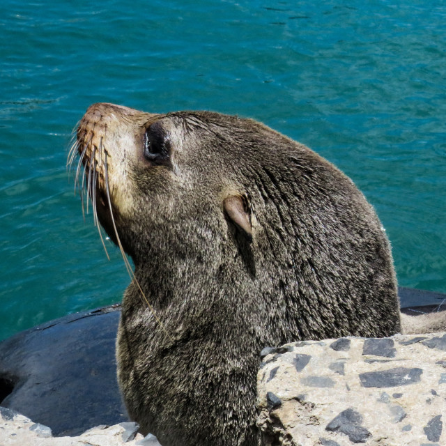 "Harbour Seal" stock image