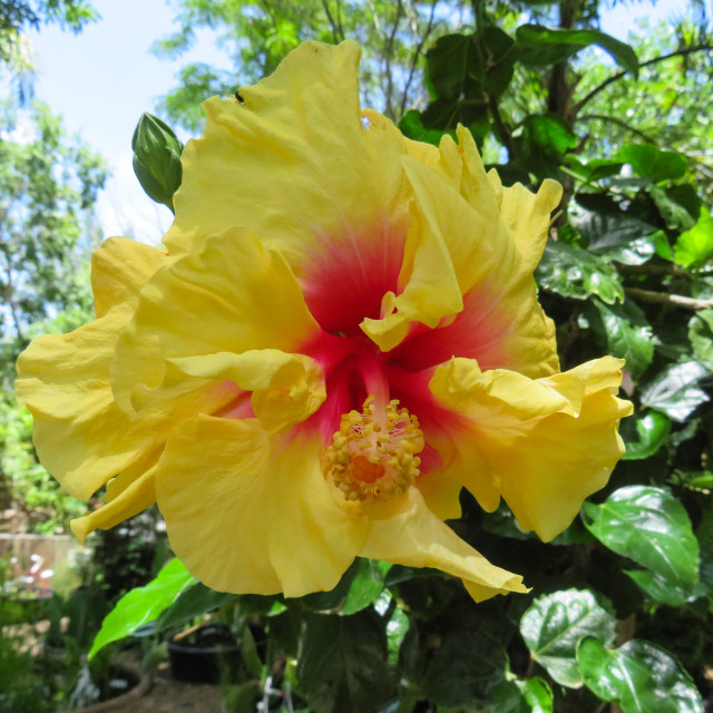 "Hybrid Hibiscus ○" stock image