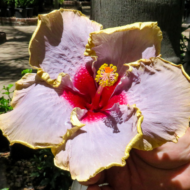 "Hybrid Hibiscus ●" stock image