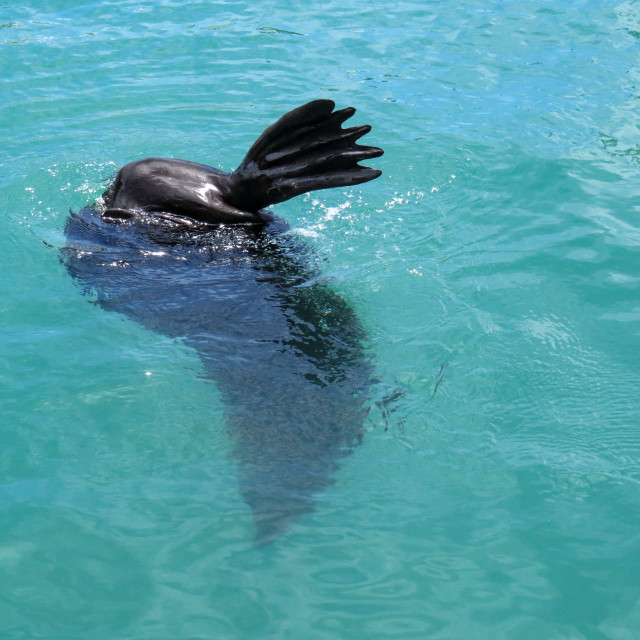 "Flipper" stock image