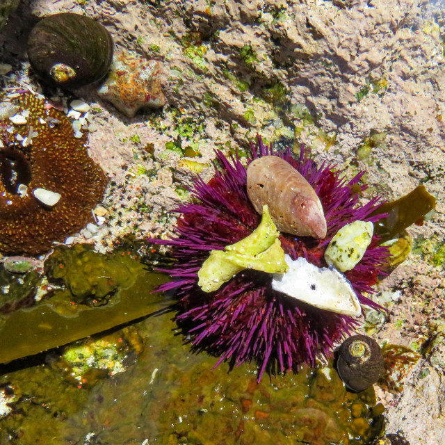 "Sea Urchin ◇" stock image