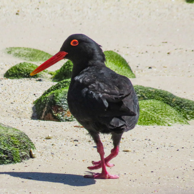 "African Black Oystercatcher ●○" stock image