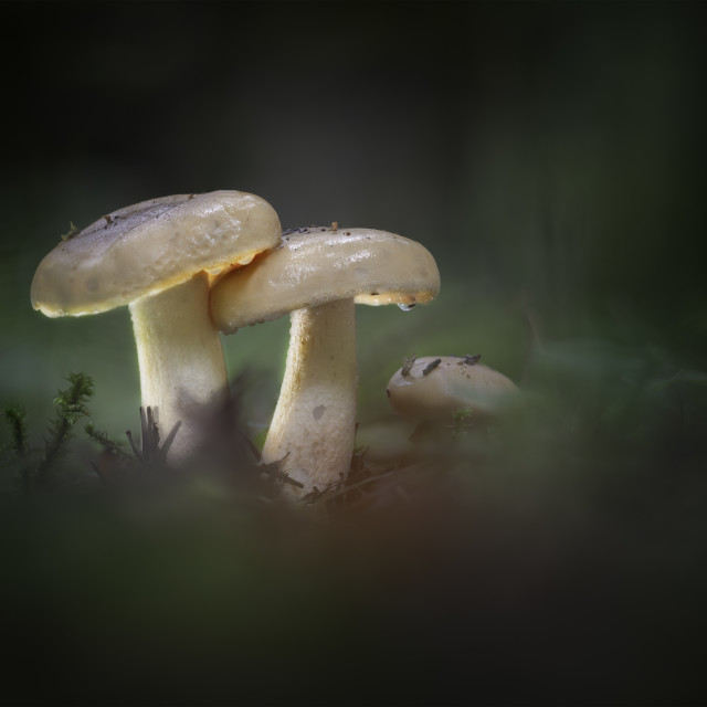 "Forest residents" by Tiberiu Sahlean - $6.14 "Forest residents" stock image