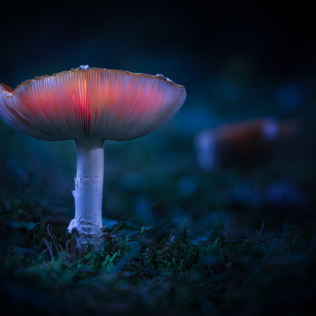 "Fly agaric" by Tiberiu Sahlean - $6.14 "Fly agaric" stock image