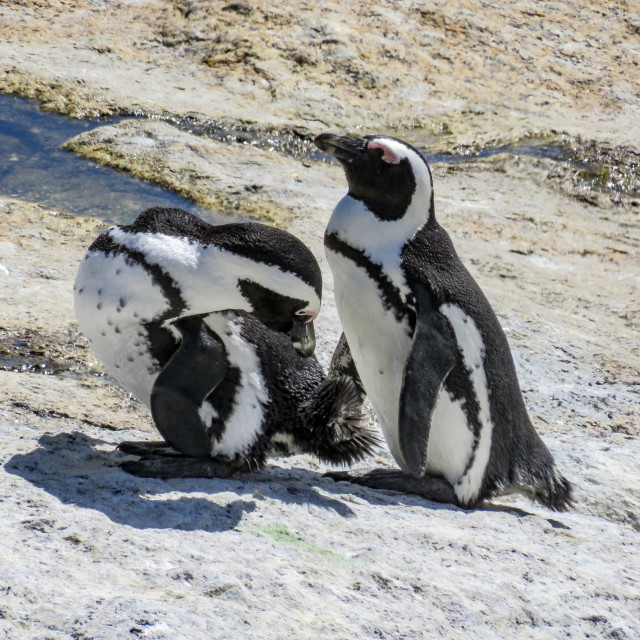 "A Pair of Penguins" stock image