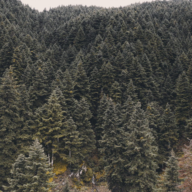 "Forest in Greece" by Dimitris Tzankatian - $98.40 "Forest in Greece" stock image