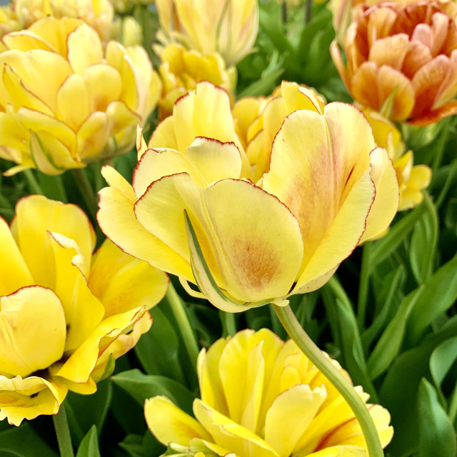 "Yellow Beauty" by RAD Photography - £11.00 "Yellow Beauty" stock image