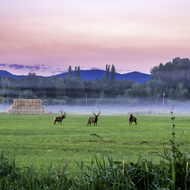 "Morning Walk" stock image