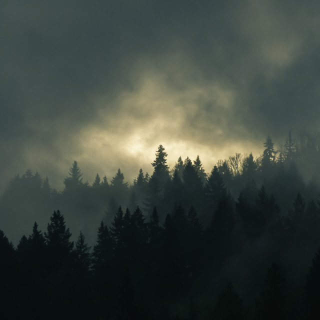 "Misty Afternoon" stock image