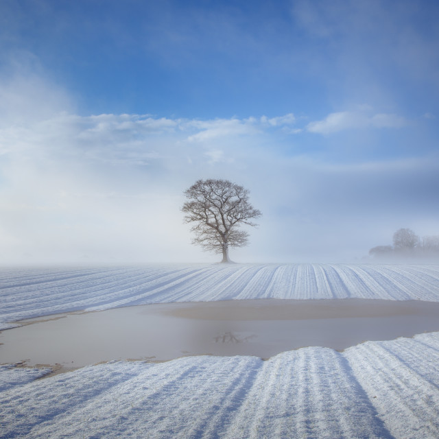 "Pool Tree" stock image
