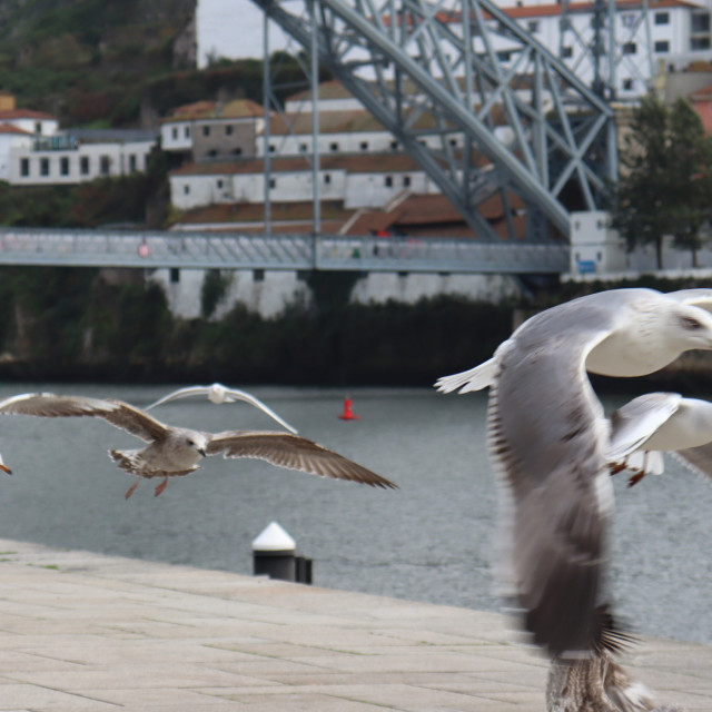 "Seagulls in Flight Porto Portugal" stock image