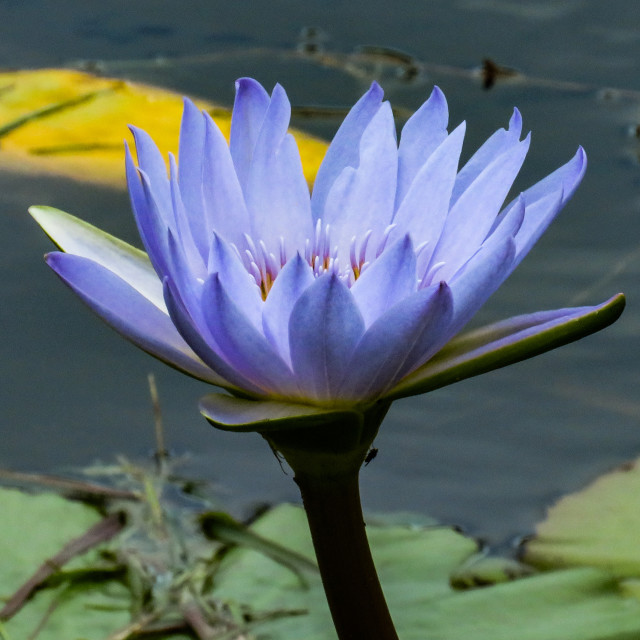 "Water Lily ♤○" stock image